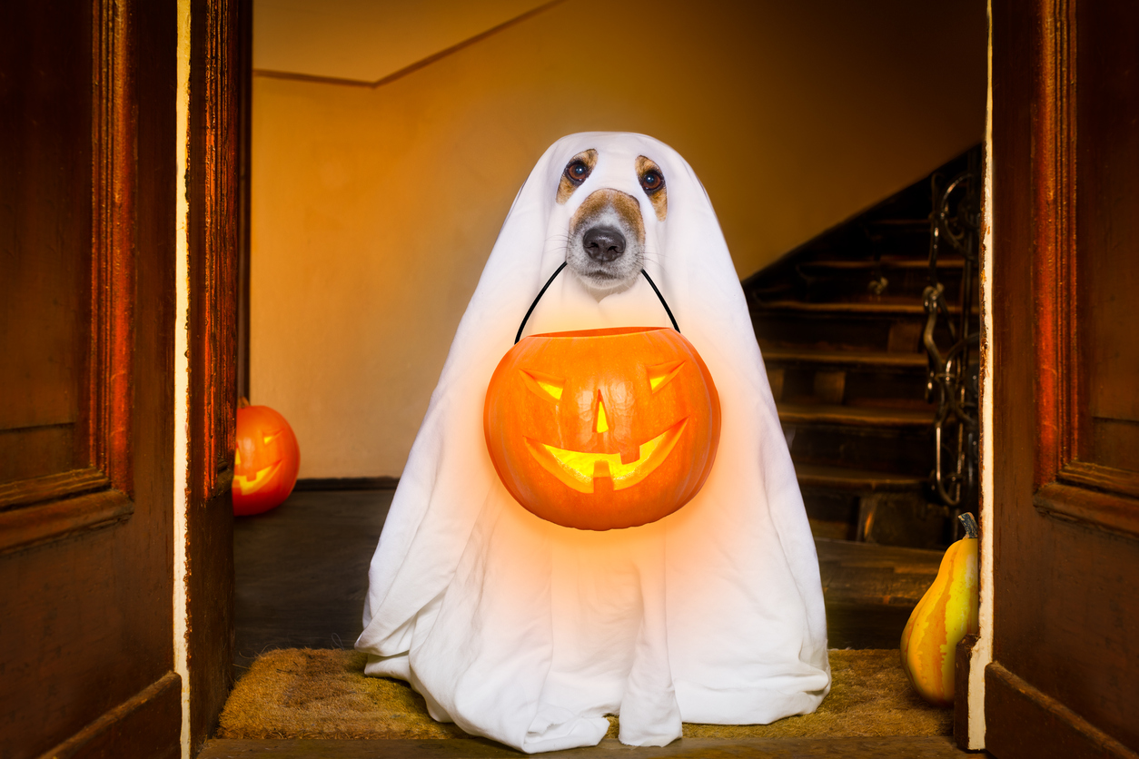 halloween  ghost  dog trick or treat