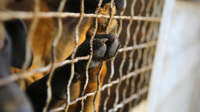 Shelter_dog_fence