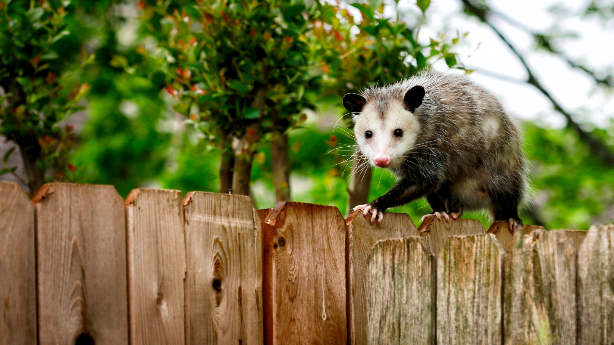 Possum