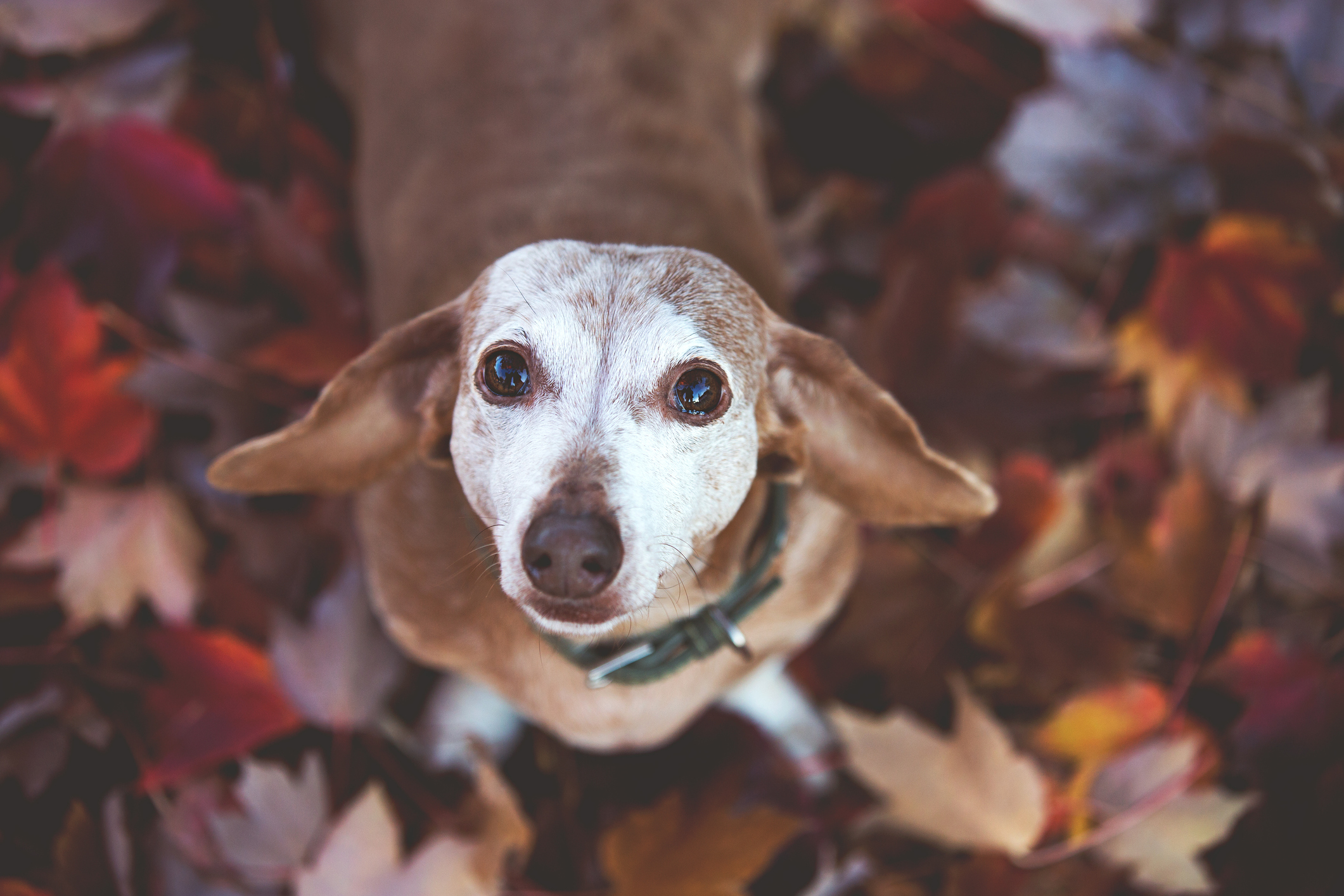 Dachshund Looking Up At Camera in Autumn Leaves