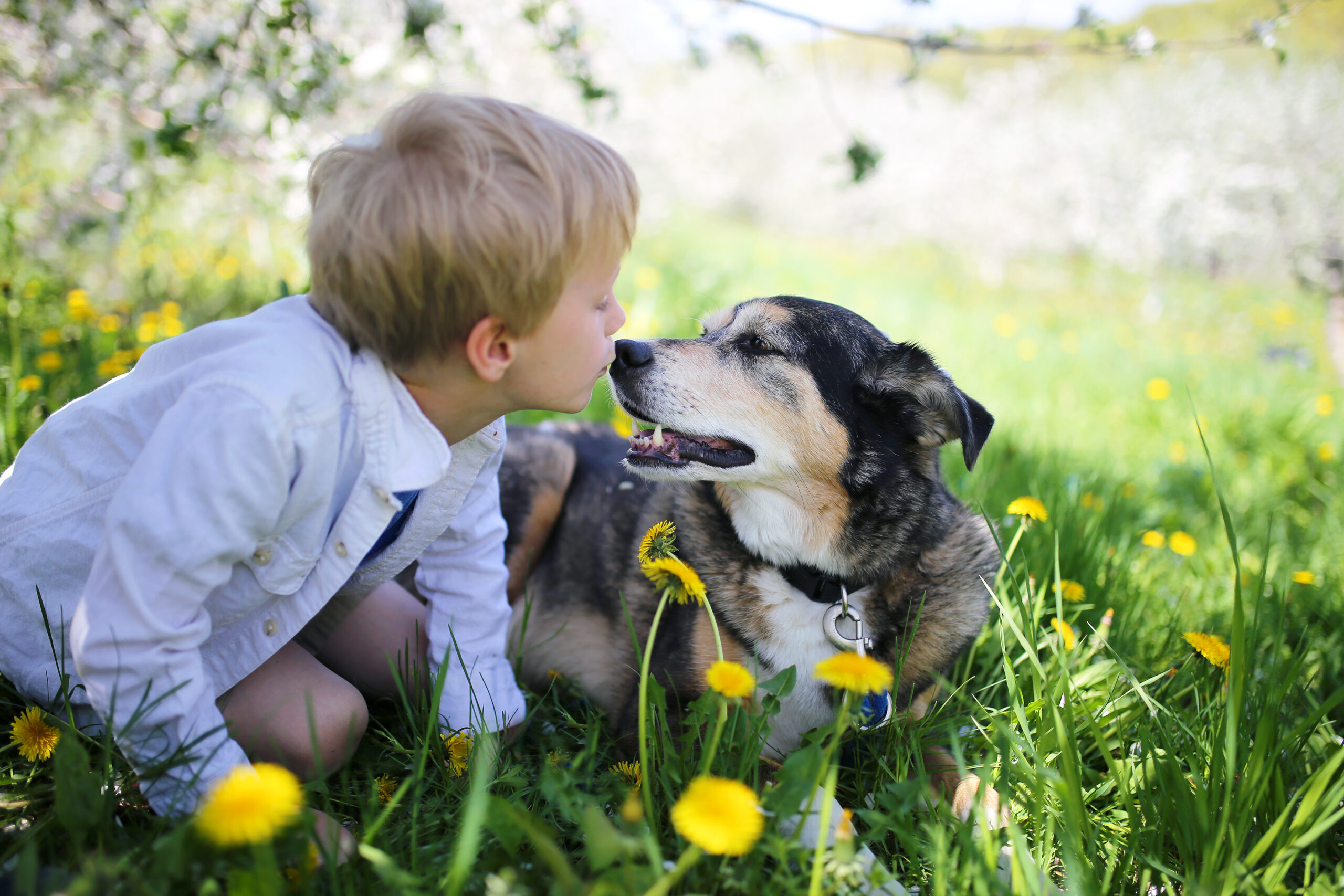 Young Child Kissing Pet German Shepherd Dog Outside in Flower Meadow