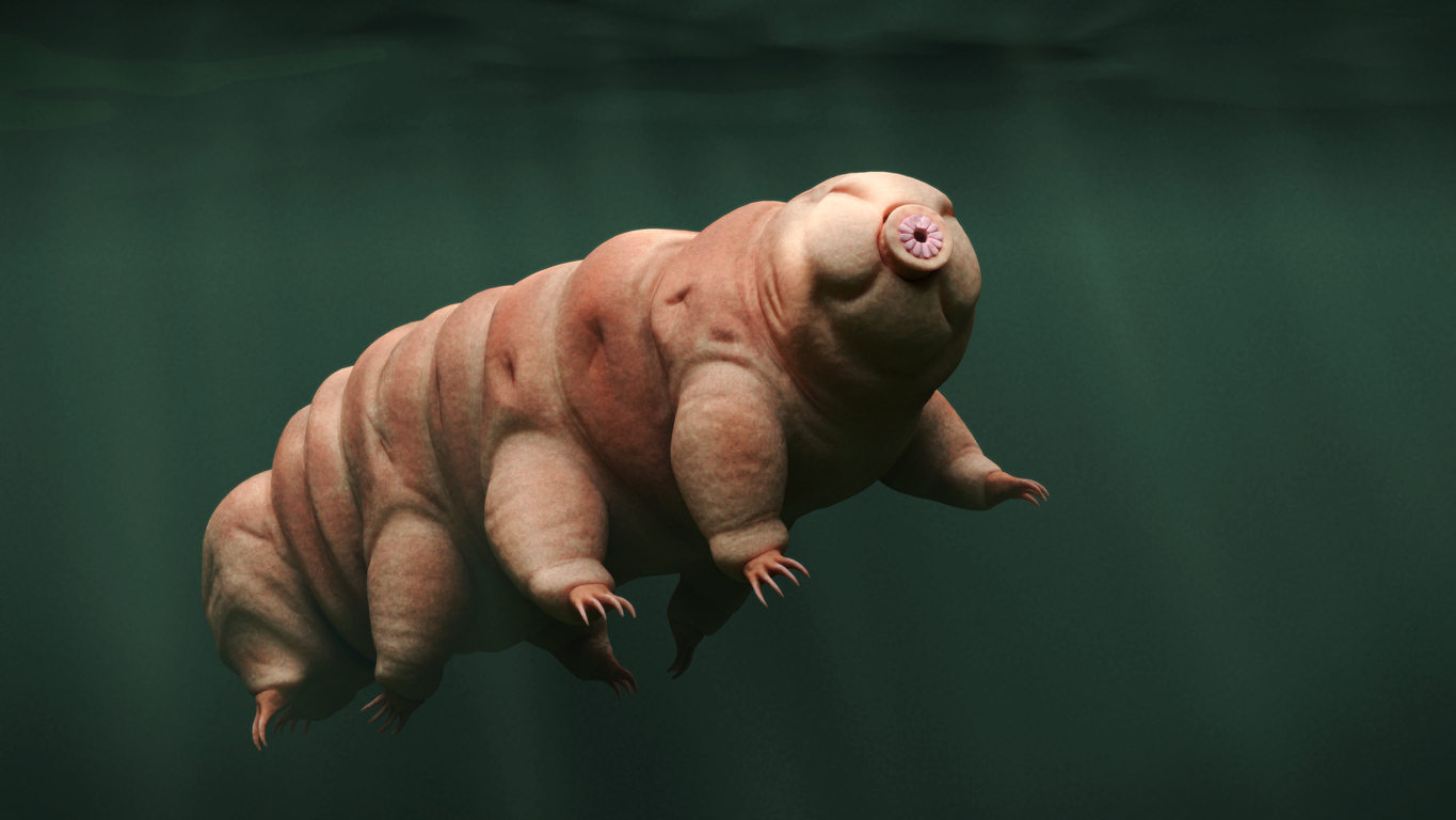 tardigrade, swimming water bear