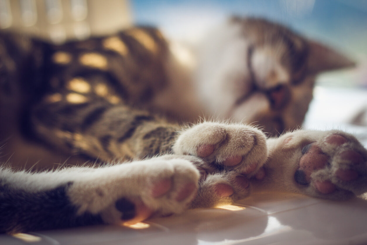 cat paws