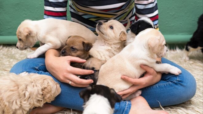 Playing with puppies