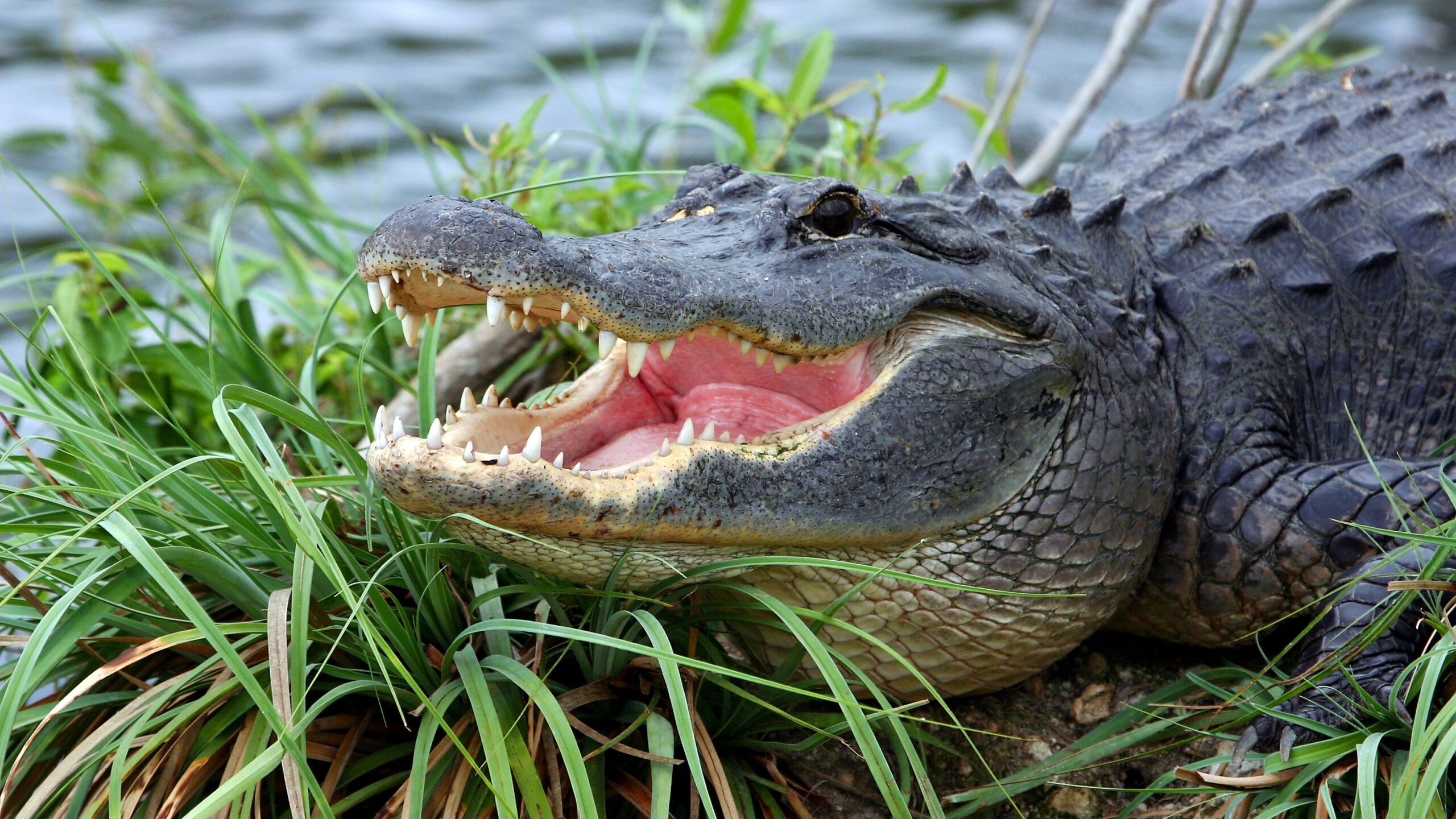 iStock-90390828 Alligator