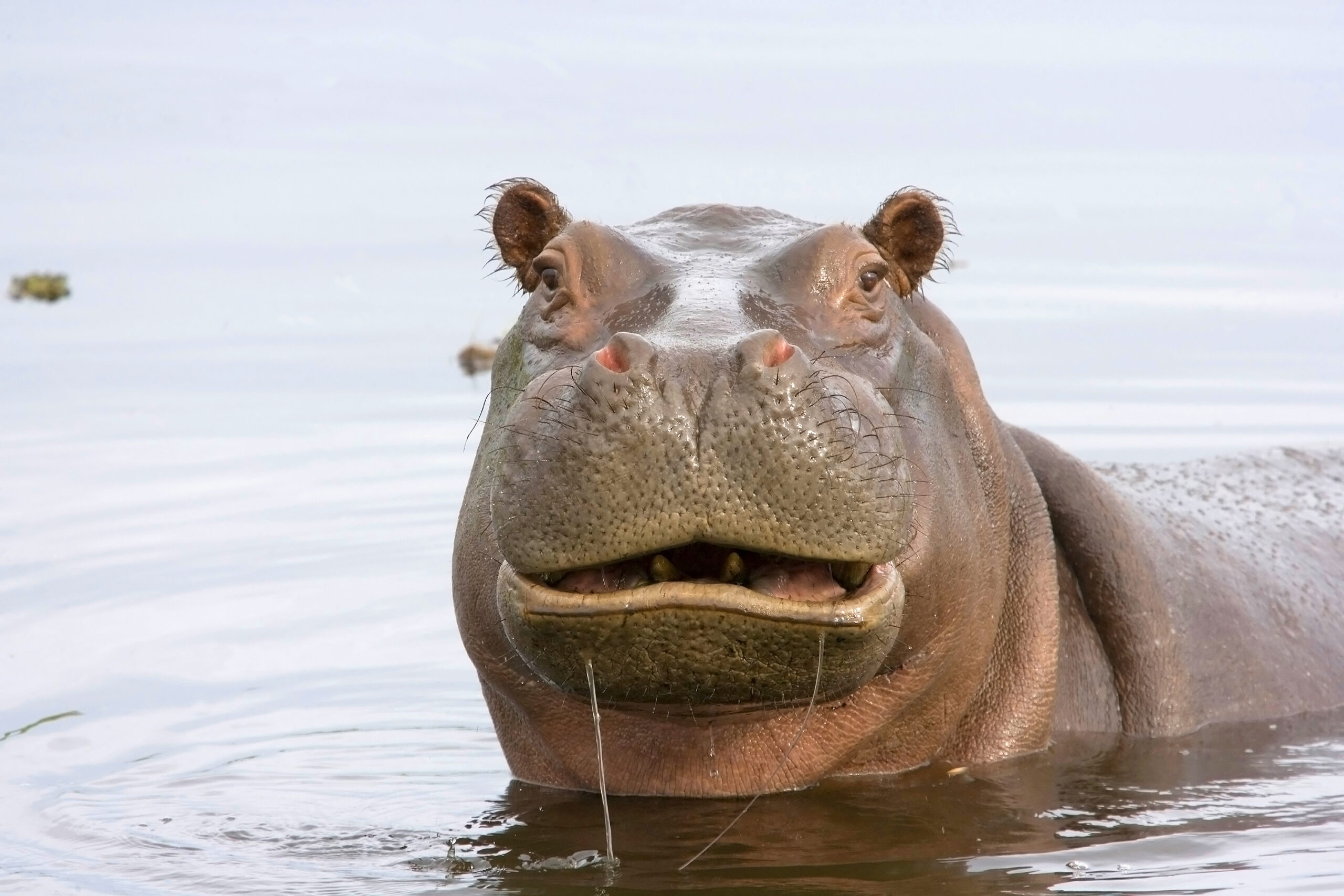 Funny Hippo