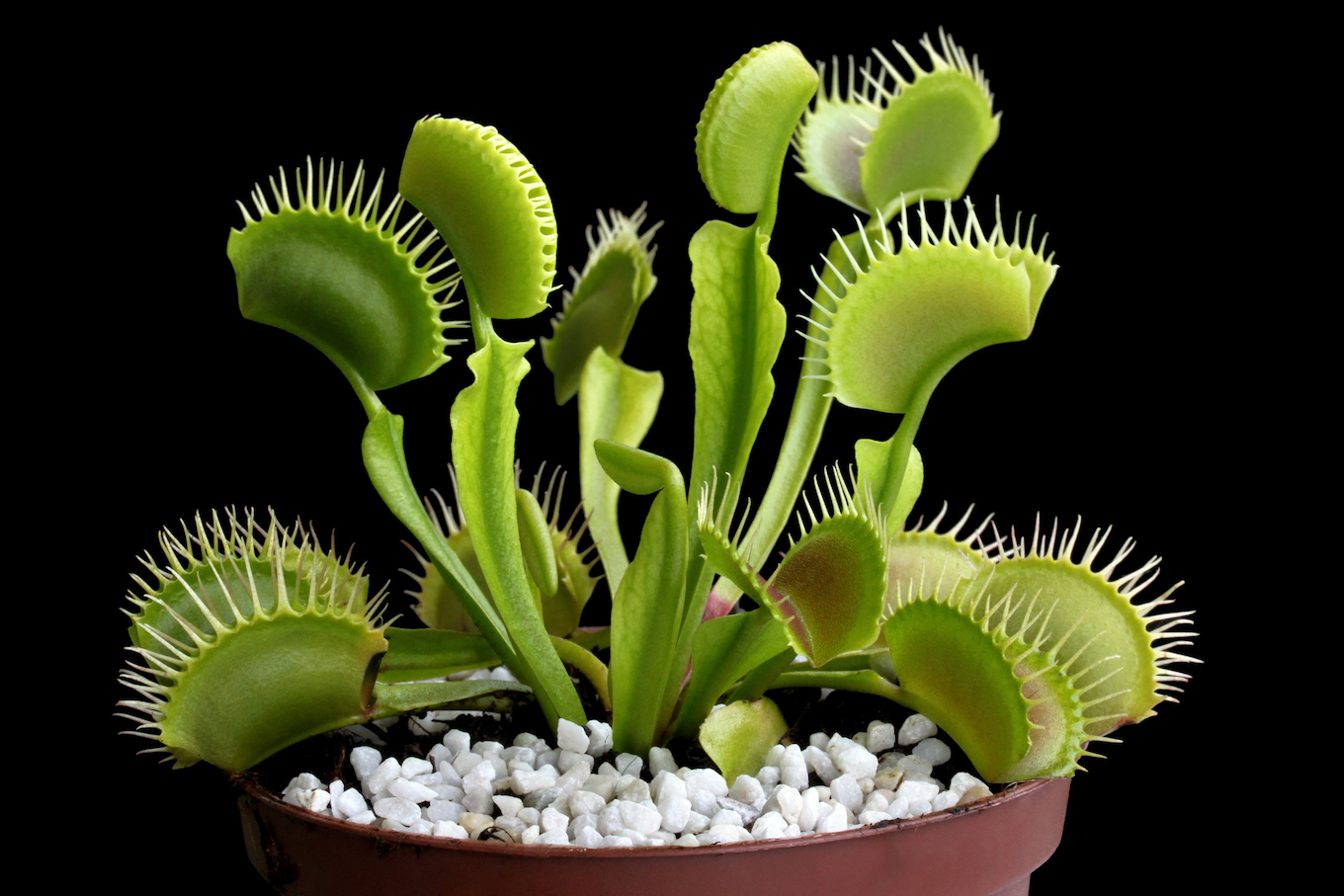 Venus flytrap