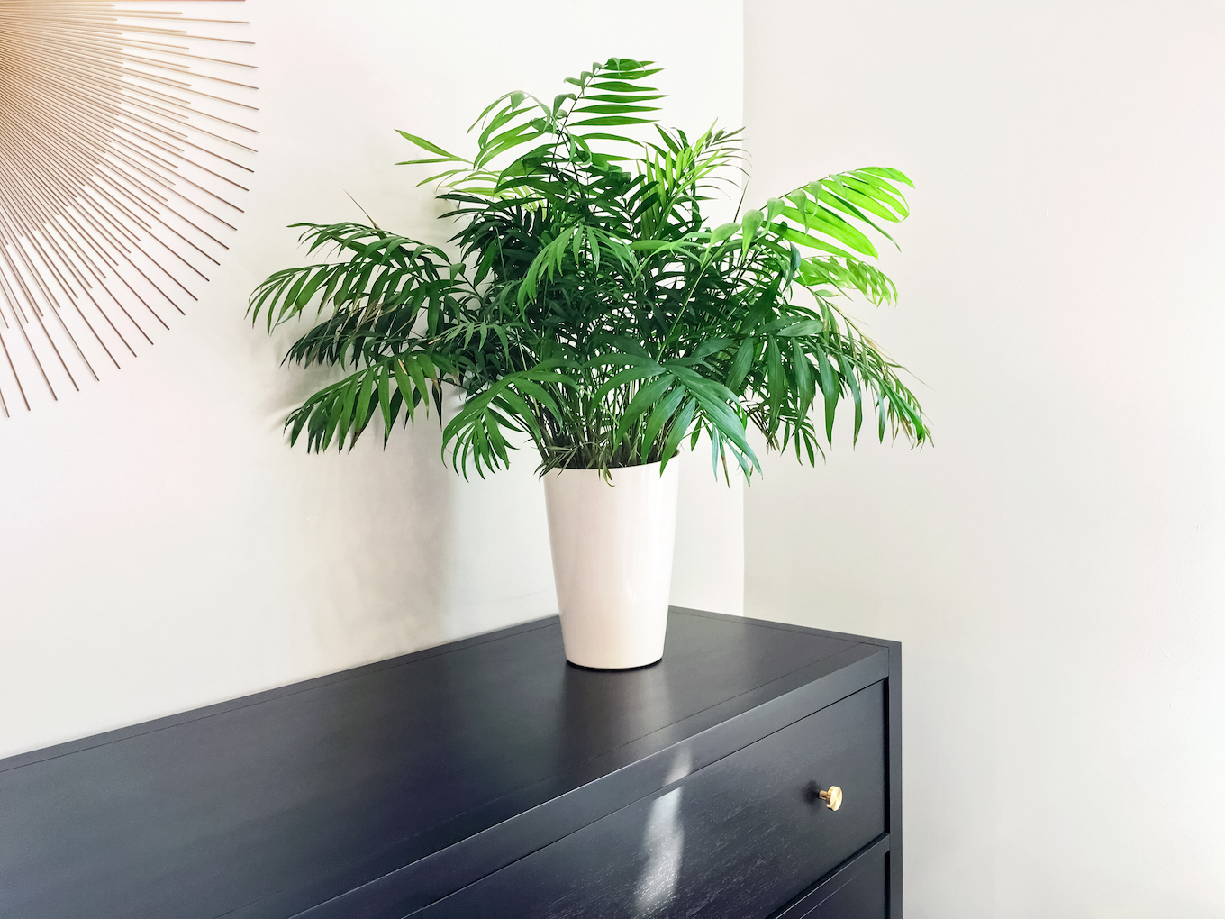 Parlor palm houseplant