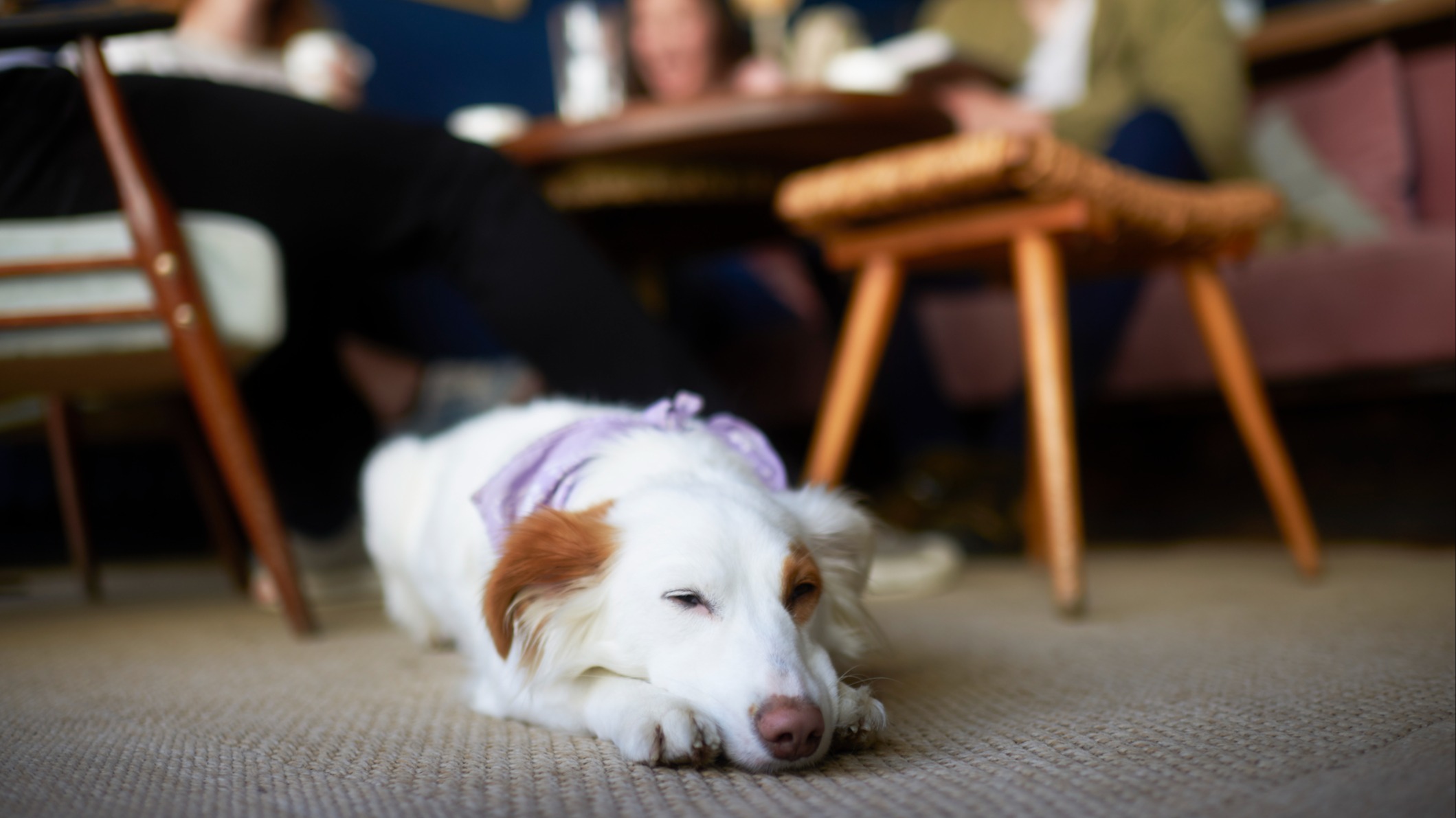 Dog lying on floor in restaurant