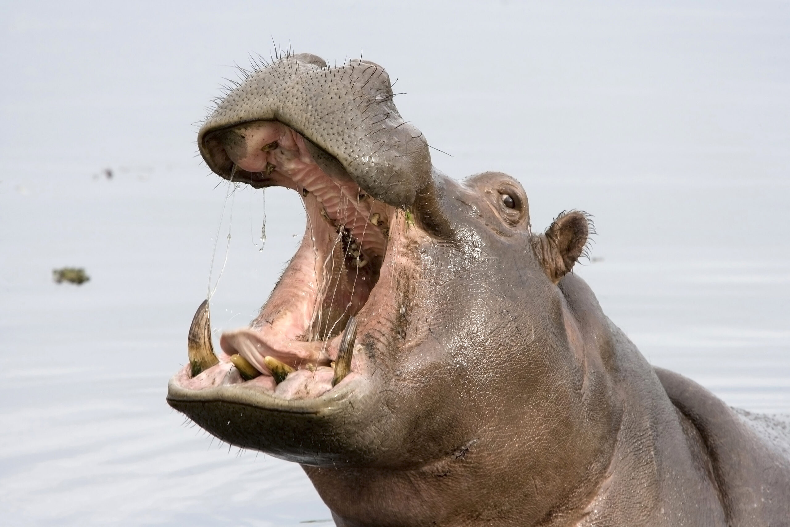 A hippopotamus with its mouth open while in the water