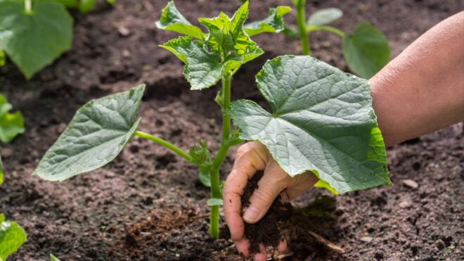 Planting cucumbers