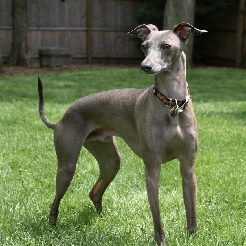 italian-greyhound-small-dogs.jpg