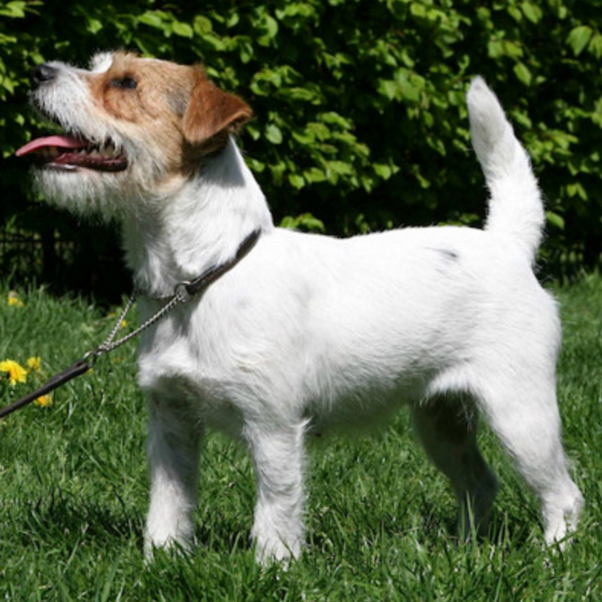 jack-russell-terrier-small-dogs.jpg