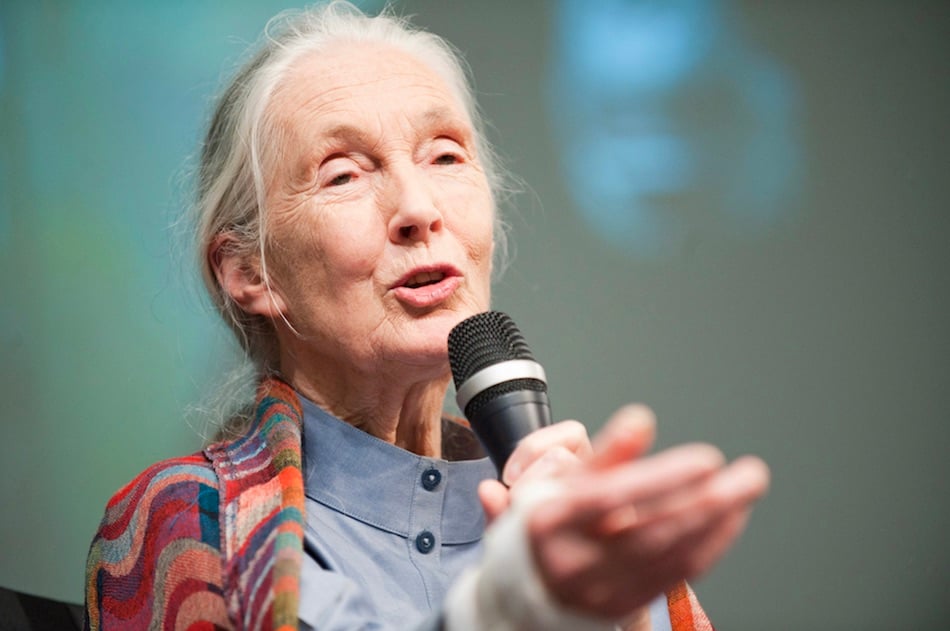 jane-goodall-1.jpg jane-goodall-1.jpg