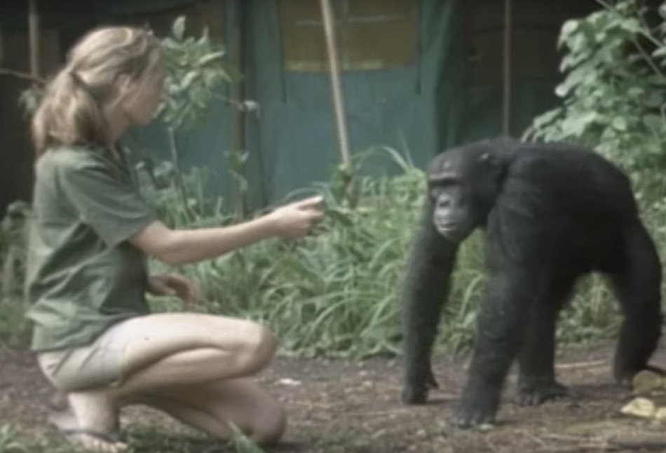 jane-goodall.jpg