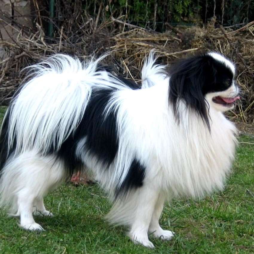 japanese-chin-small-dogs.jpg