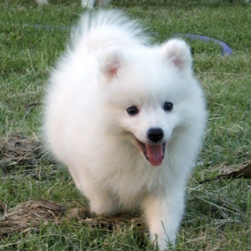 japanese-spitz-small-dog.jpg