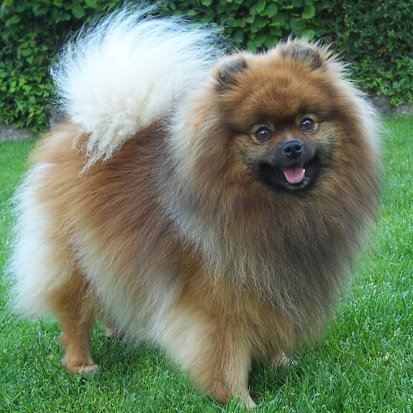 klein-german-spitz-small-dogs.jpg