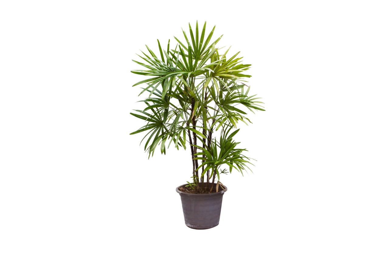 lady-palm-is-isolated-on-white-background_t20_GJRz40.jpg