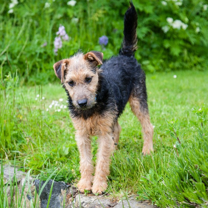 lakeland-terrier-small-dog2.jpg