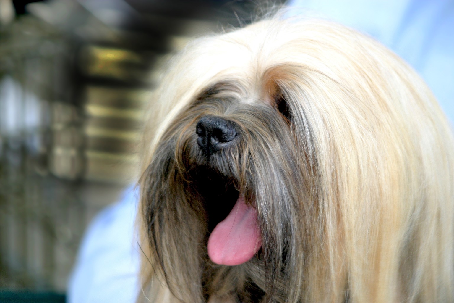 lhasa-apso-dog_t20_lLgn9Q.jpg