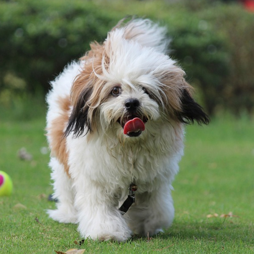 lhasa-apso-small-dogs.jpg