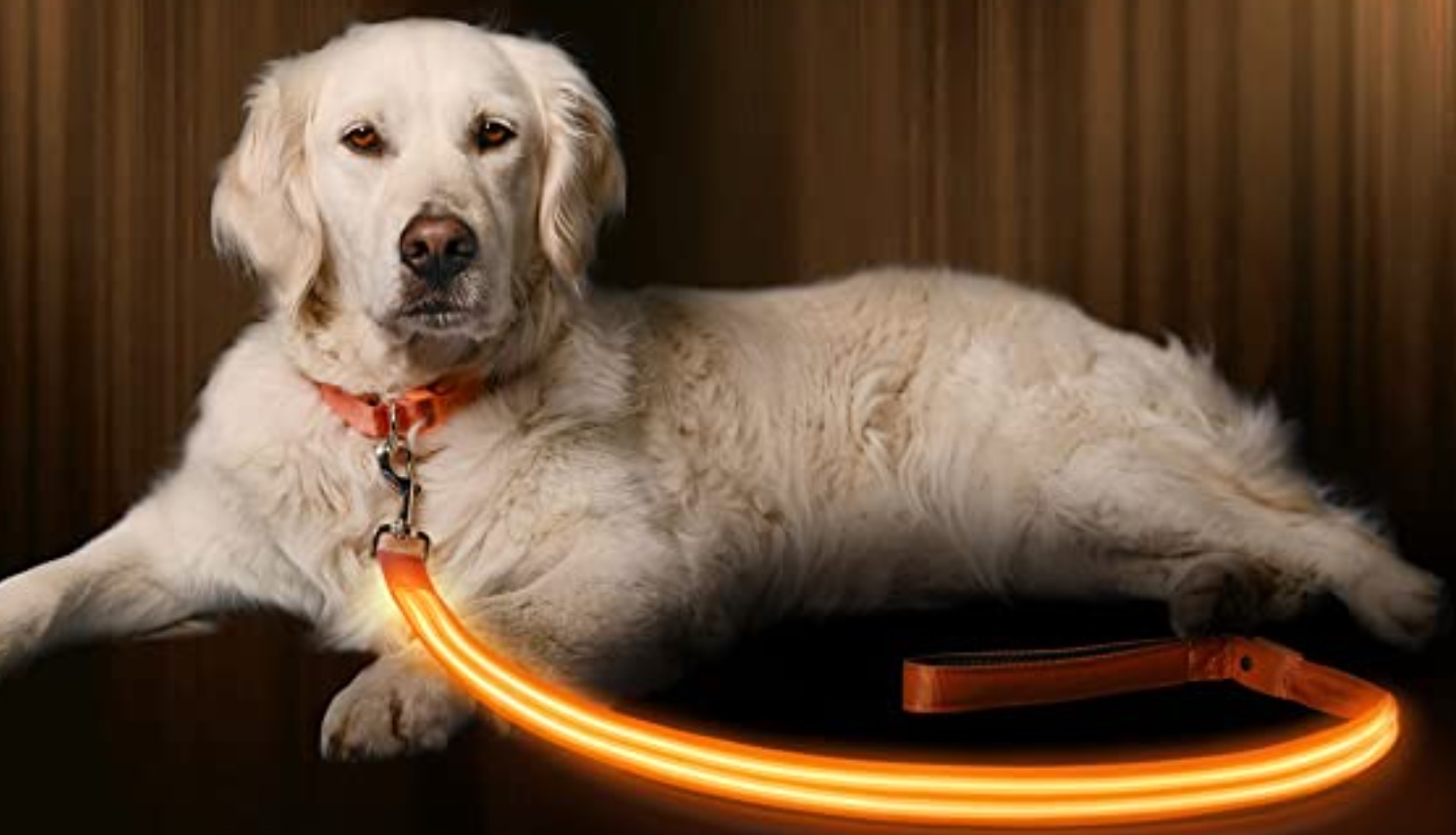 light-up-leash.jpg