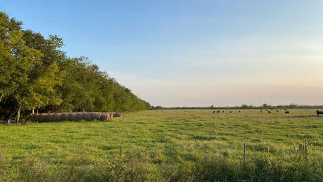 louisiana-baby-boy-field