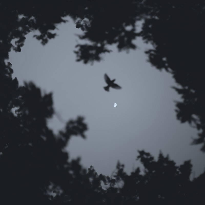 low-angle-photo-of-bird-flying-during-night-2314308.jpg