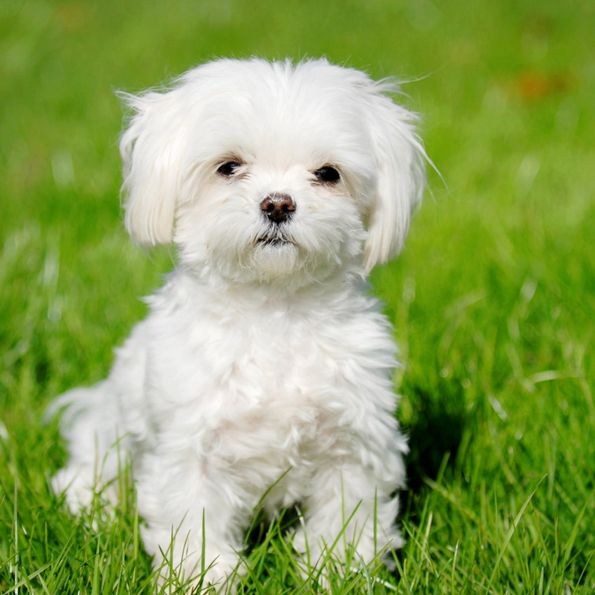 maltese-small-dog.jpg