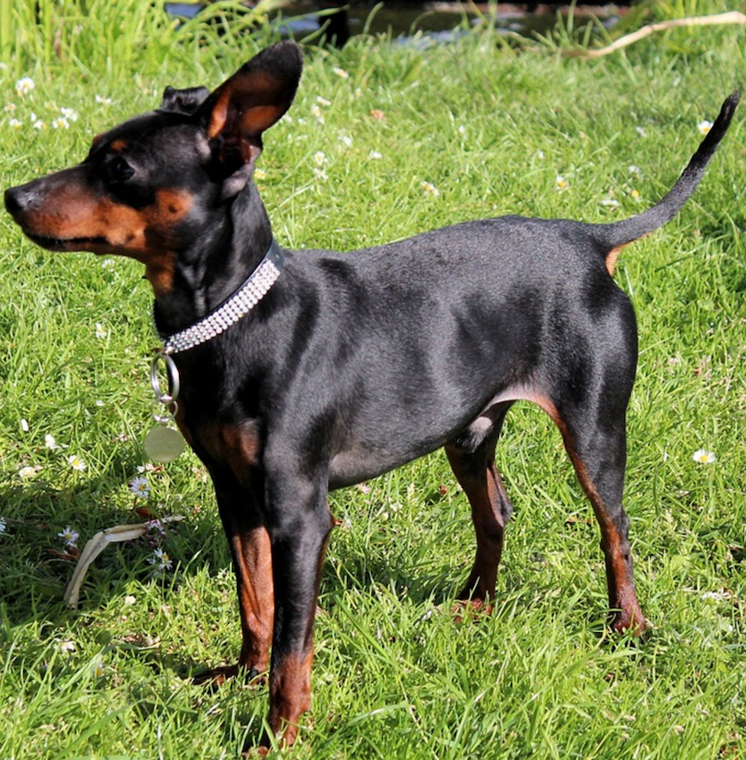 manchester-terrier-small-dogs.jpg