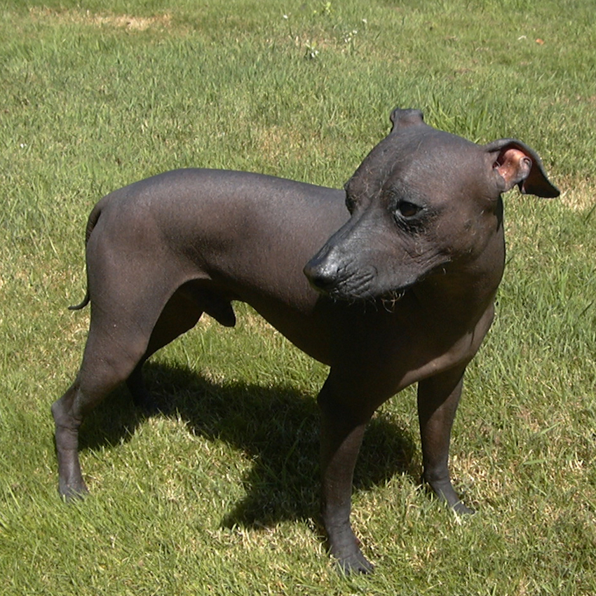 mexican-hairless-small-dog.jpg