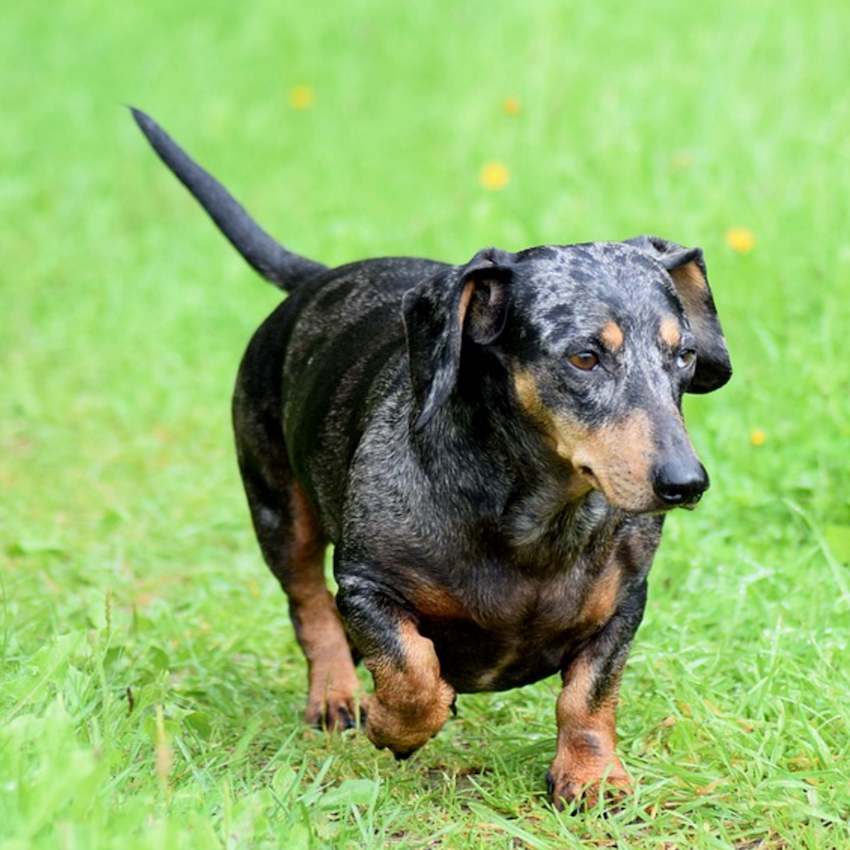 miniature-dachshund-small-dogs1.jpg