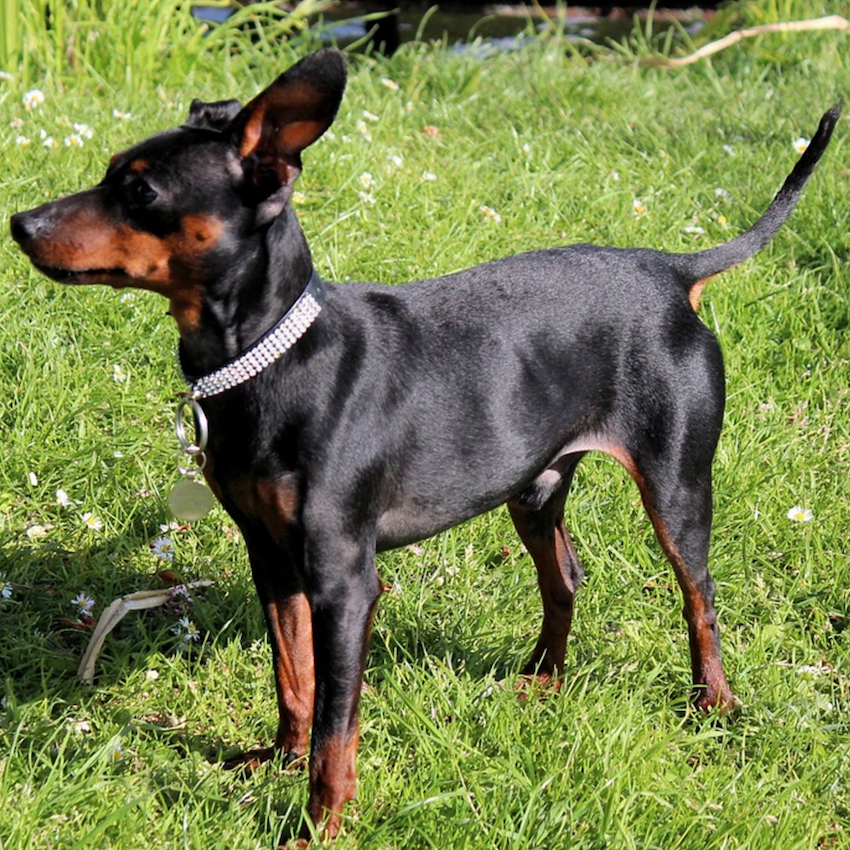 miniature-pinscher-small-dogs.jpg