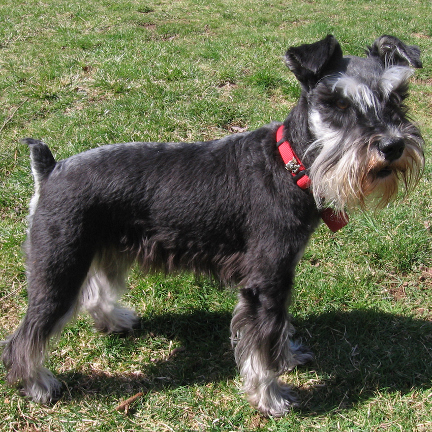 miniature-schnauzer-small-dogs.jpg