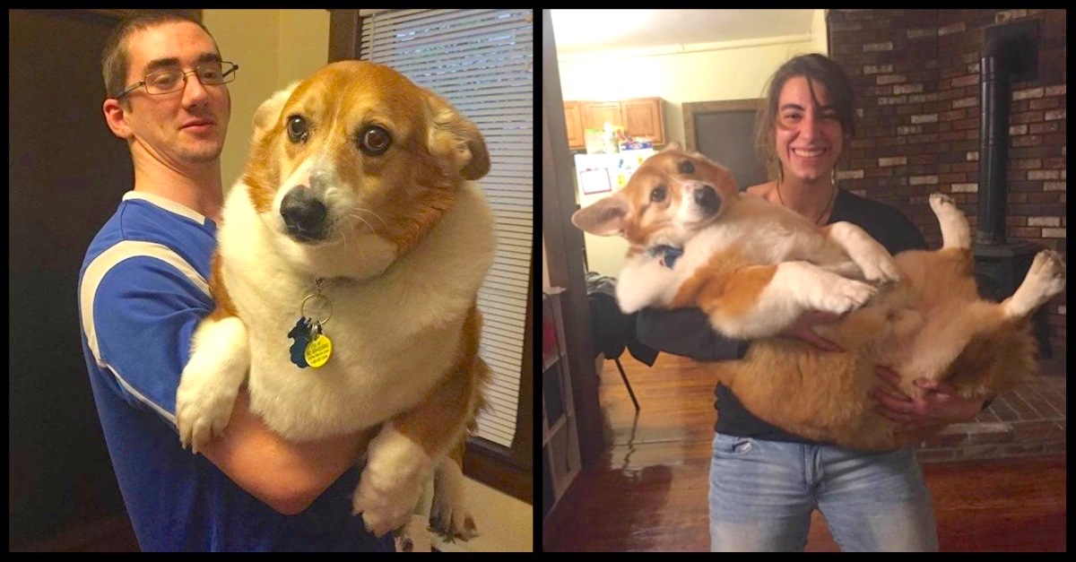 noah corgi