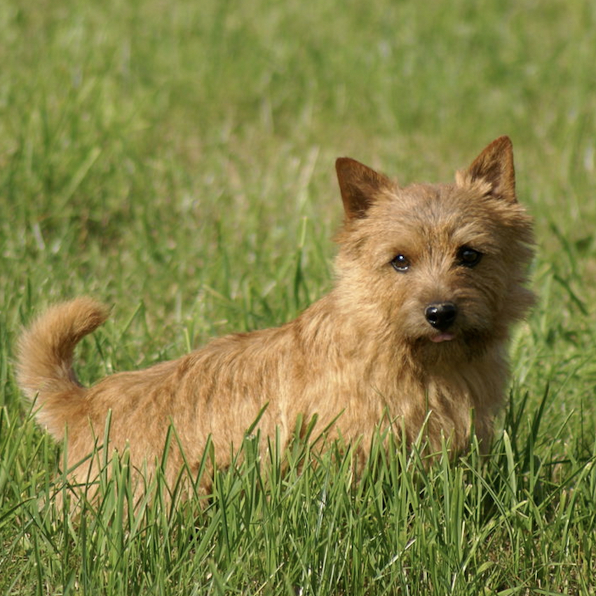 norfolk-terrier-small-dogs.jpg