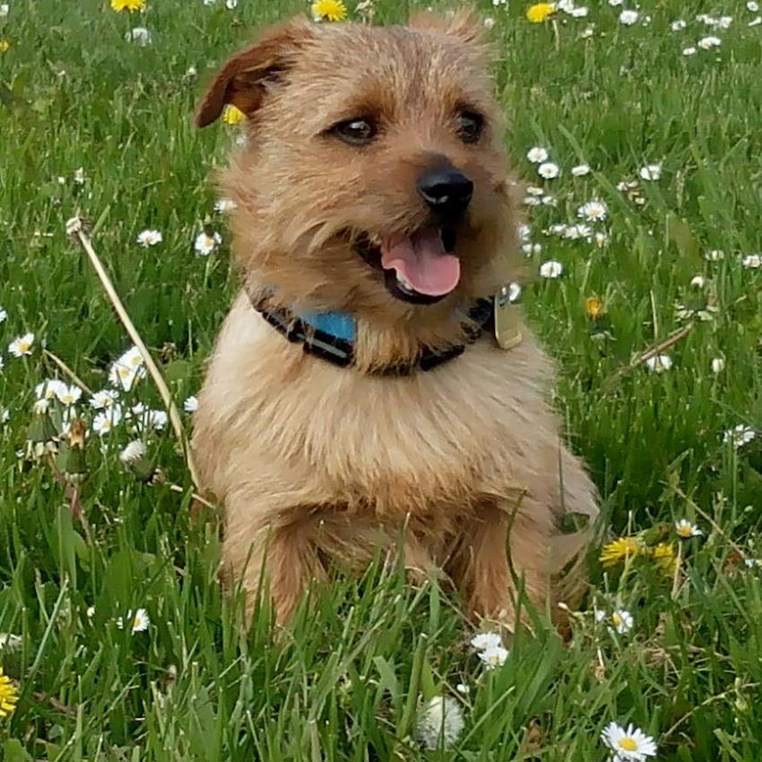 norwich-terrier-small-dogs.jpg