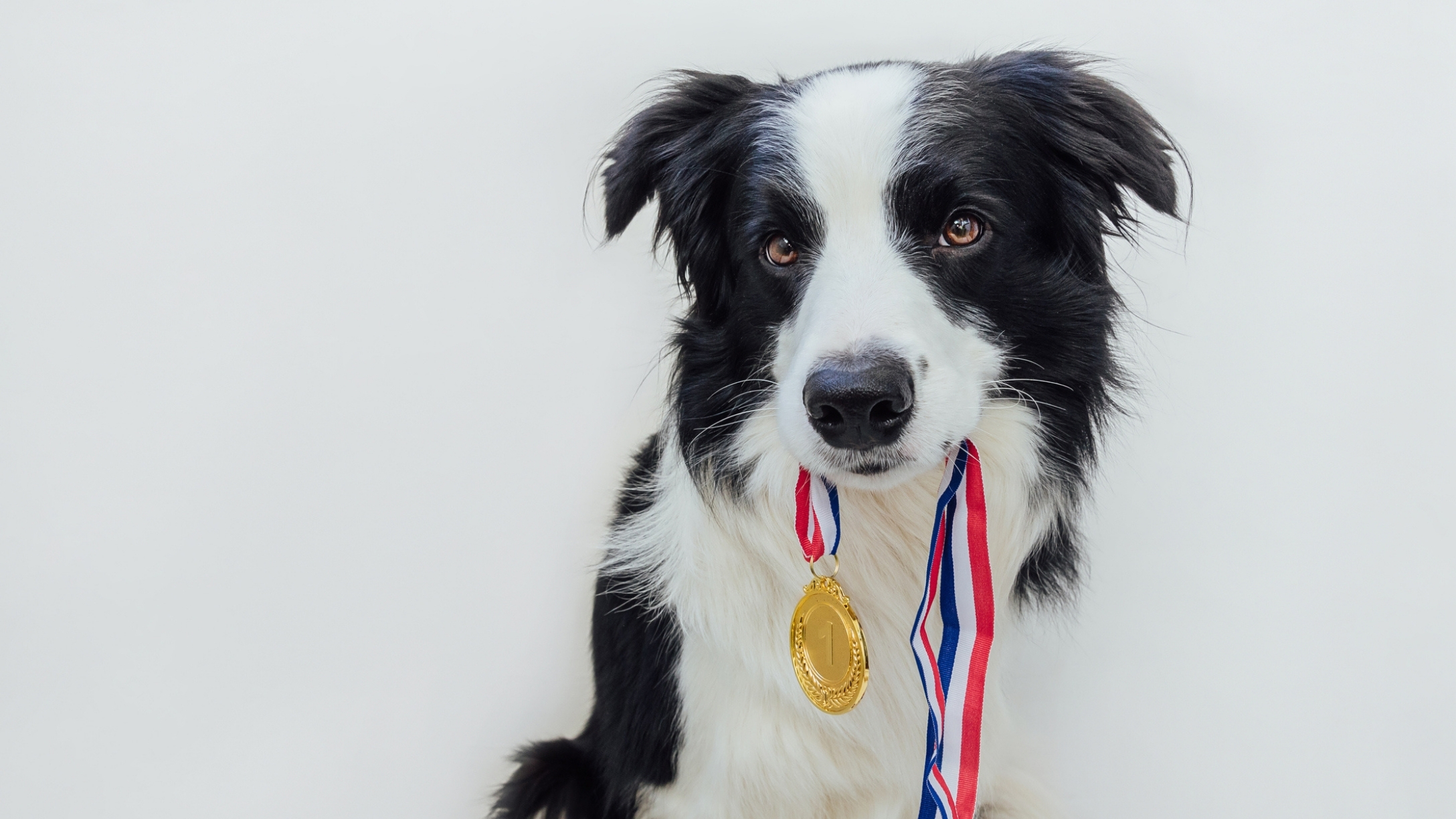 olympic-themed-pet-gifts