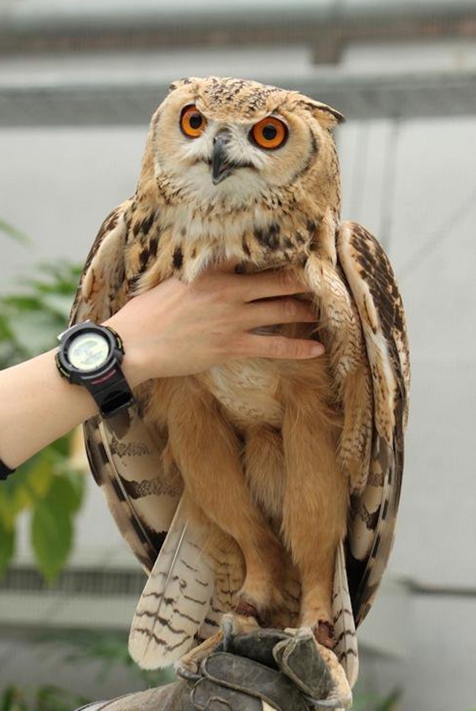 owl-5.jpg