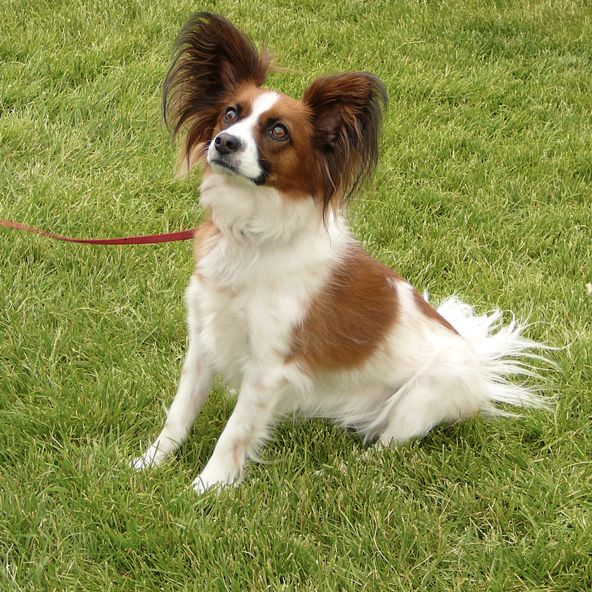 papillon-small-dog.jpg