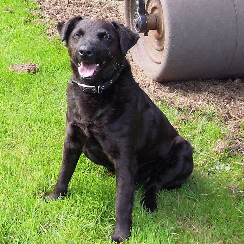 patterdale-terrier-small-dogs.jpg