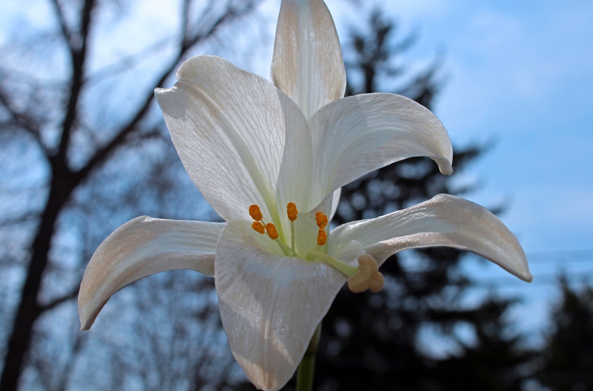 peace-lily-ii_t20_2JJ0RK.jpg