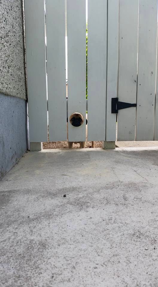 peek-4.jpg