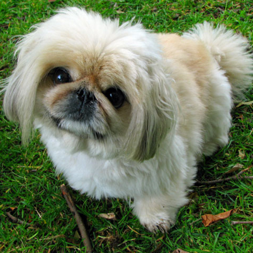 pekingese-small-dog.jpg