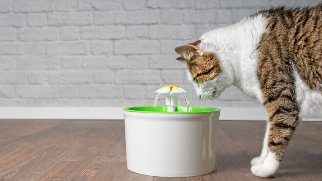 pet-fountain-prime-day