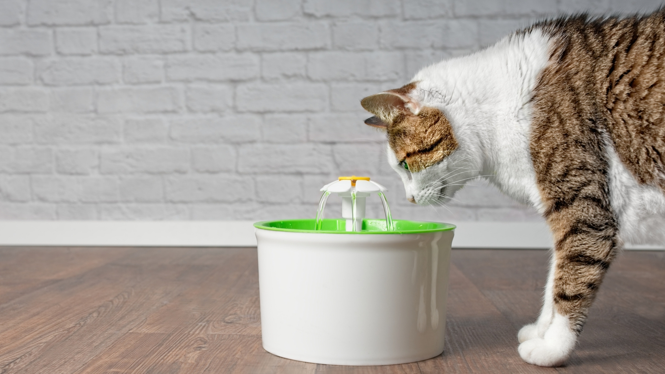 pet-fountain-prime-day