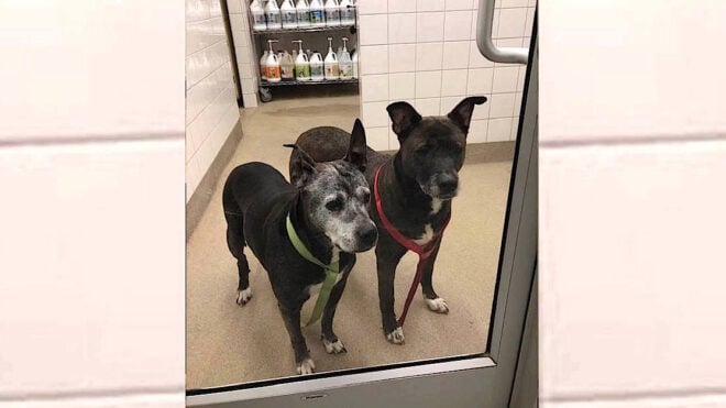 petco
