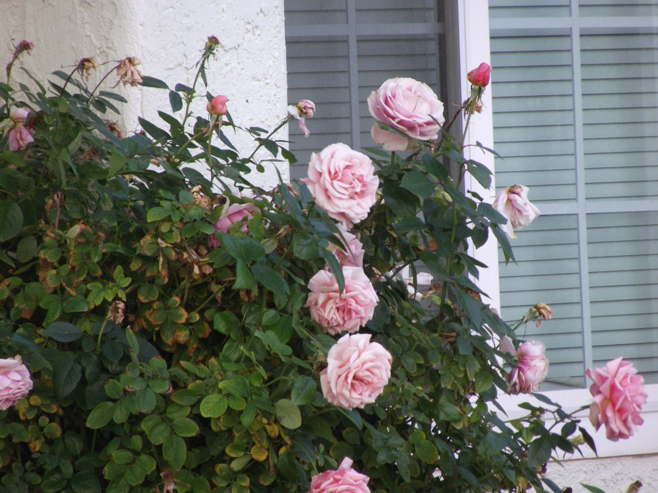 pink-roses-on-bush-134981298596644uKU.jpg