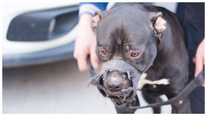 dog-attack-school